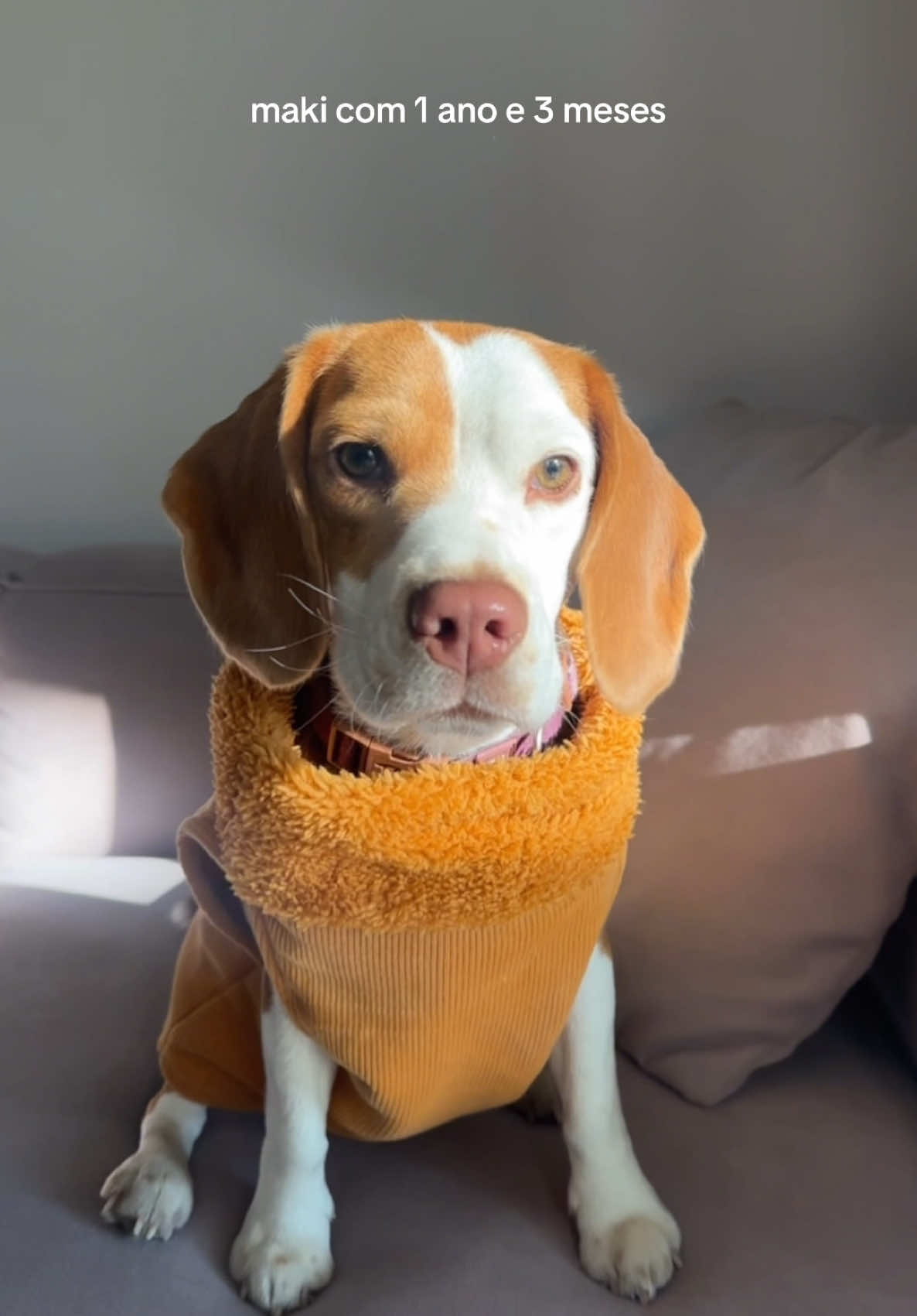 bilíngue e faminta #beagle #beaglepuppy #beaglesoftiktok #beagles #beaglepuppy 
