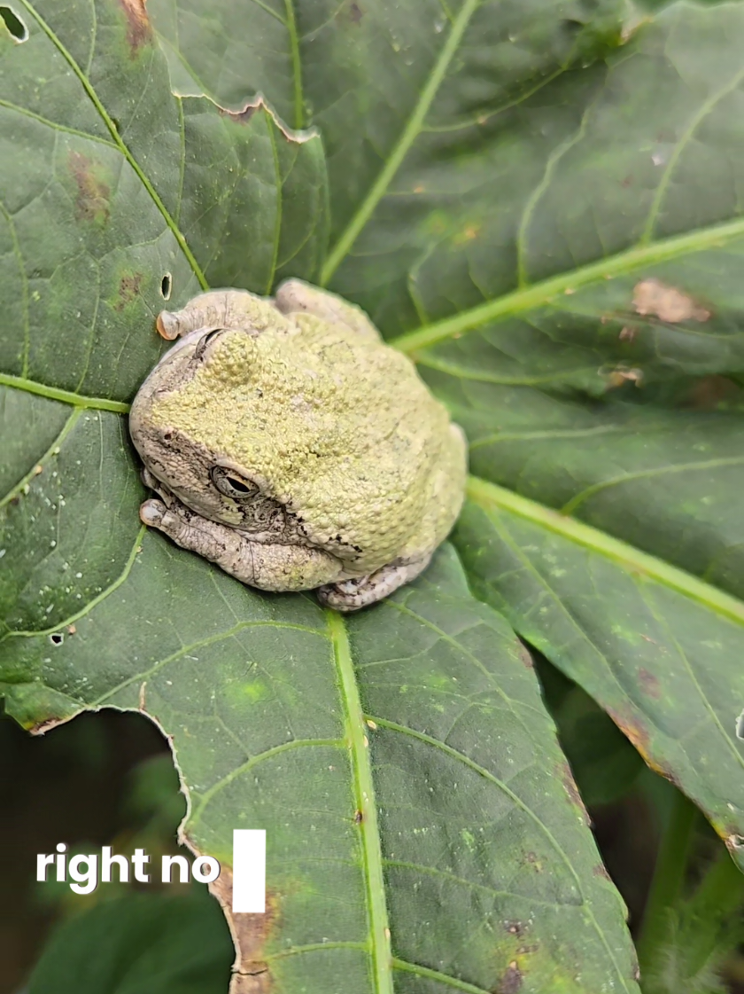 A new garden friend!  Found a little gray tree frog hanging out on the okra.  They are gonna a help me get a control on the bugs in the garden!  If you see one of these guys don't be scared! they are there to help!  #gardenfriends #frogs #helpers #homesteader #gardening 