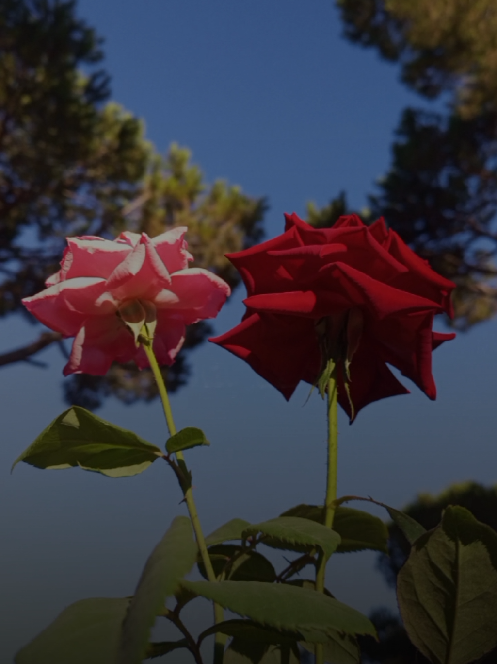 انا سعيد بلقاك#CapCut  #راشد_الماجد #ترند #تصويري #lavendr81 