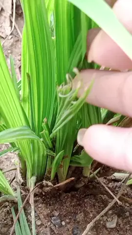 #suhuong  tshuaj cim yeeb tau zoo heev li 