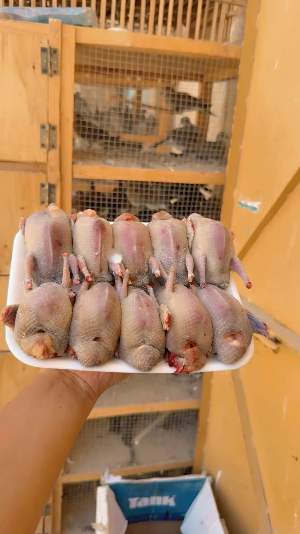 #صيد_اليوم_ماشاء_الله💪😁 #صيد_دخل_شحيمنيات_صفاري_قمري #قمري #صيد_قمري #مطروح_وهلها🔥💪😎مشاهير_العرب 