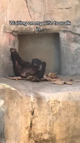 #creatorsearchinsights waiting on my wife to walk in. Funny gorilla meme. #fyp #funny #meme #gorilla 