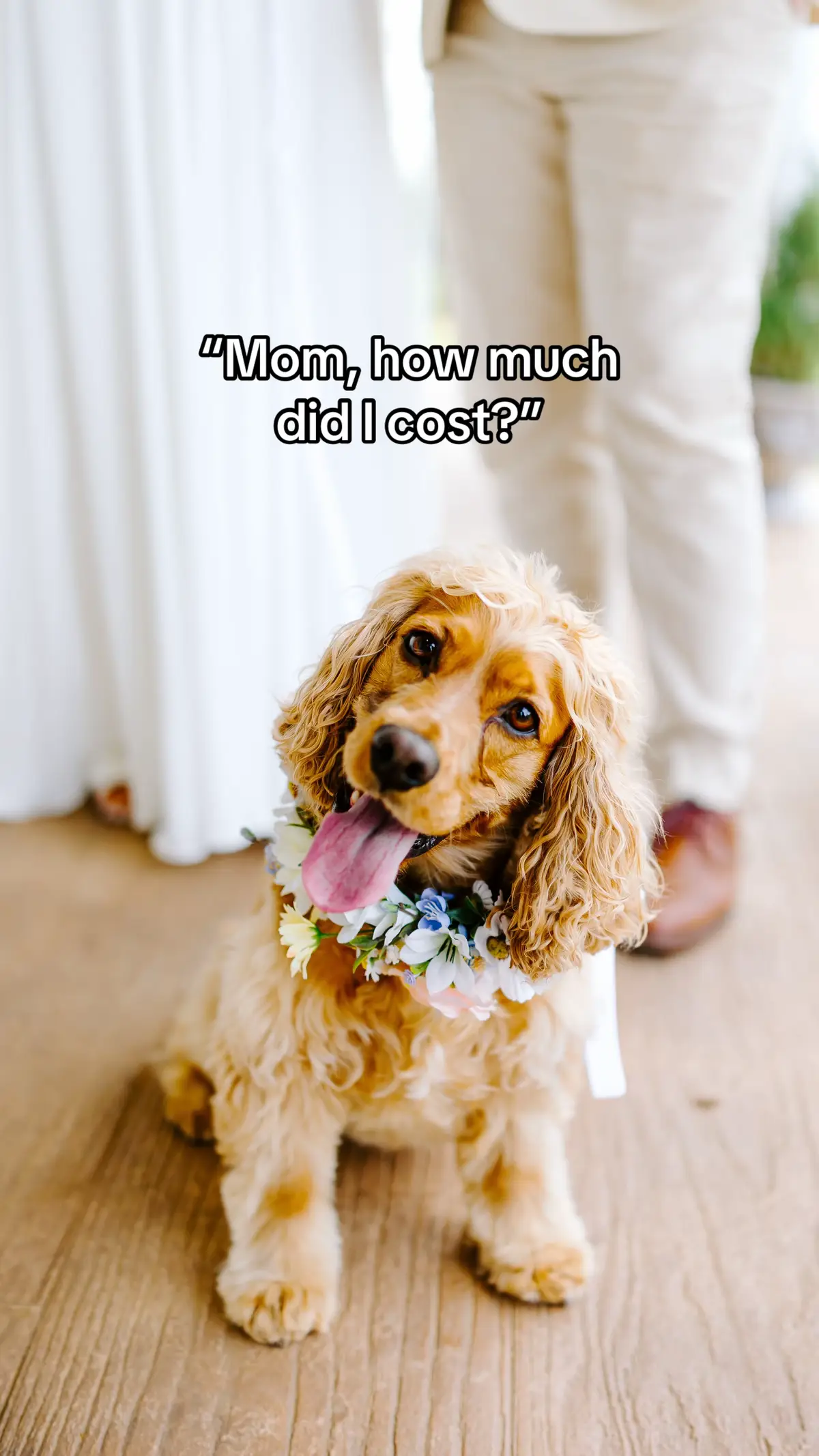 Best soles I ever spent right there! Plus she’s actually 1% Peruvian Inca Orchid👀 #peru #peruana #cockerspaniel #incaorchid #fyp