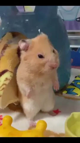 ngambek anjirr #hamster #pet #fyp #viral #cute 
