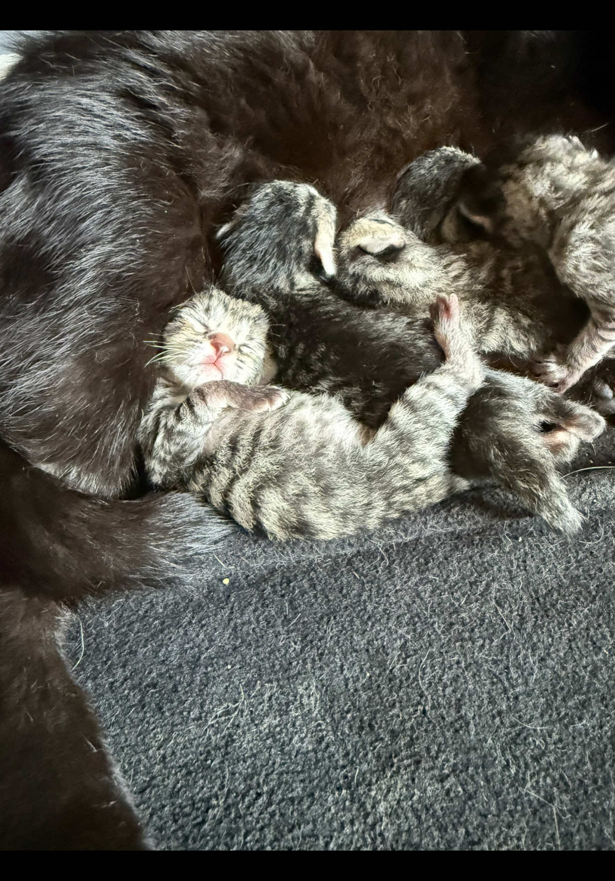 She’s such a proud momma. We can’t wait to watch them grow and see their personalities bloom. . . . . . #fosterkittens #pregnantcat #birthingcat #cattok #fosterkittensoftiktok 