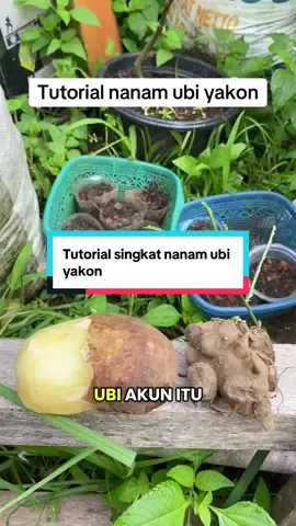 Tutorial singkat nanam ubi yakon Ubi yakon Asli Wonosobo #ubiyakon #ubiyakonviral #ubiyakonwonosobo #yakon #umbiyakon     