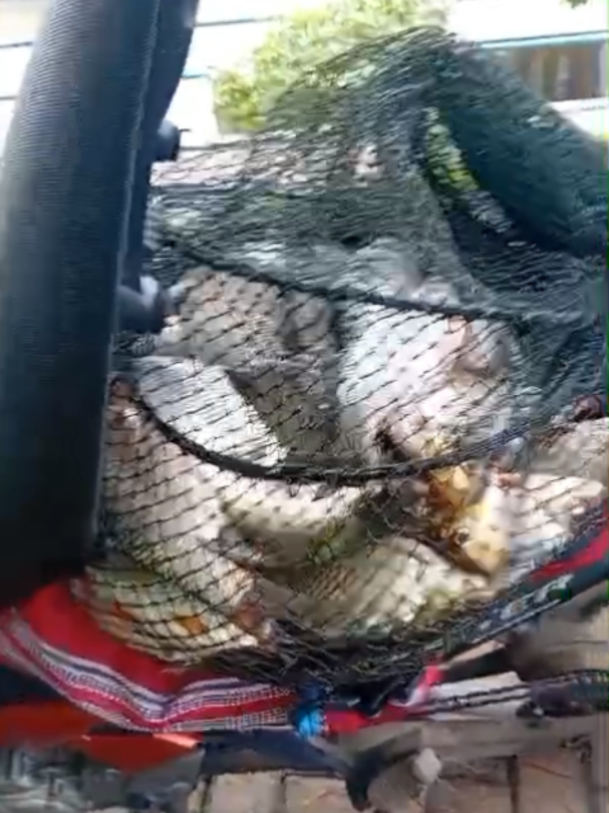 raja alabiu,,, @jokoponco3 #fyp #storytime #mancingmania #bendungankarangintan #mancinghampala 