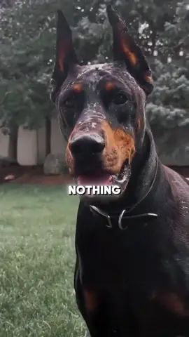 Which Dog Can Beat the Presa Canario?