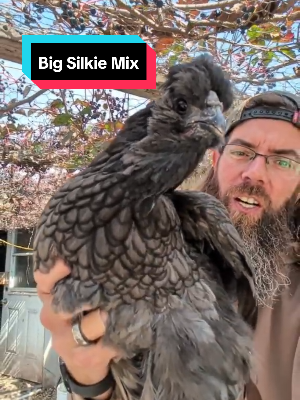 Replying to @mccaindenise here it is! It's got some really nice feathers and is extremely friendly, it's a rather large silkie and she also likes to go broodie quite often. #modernhomestead #homestead #chicken #silkies #coop