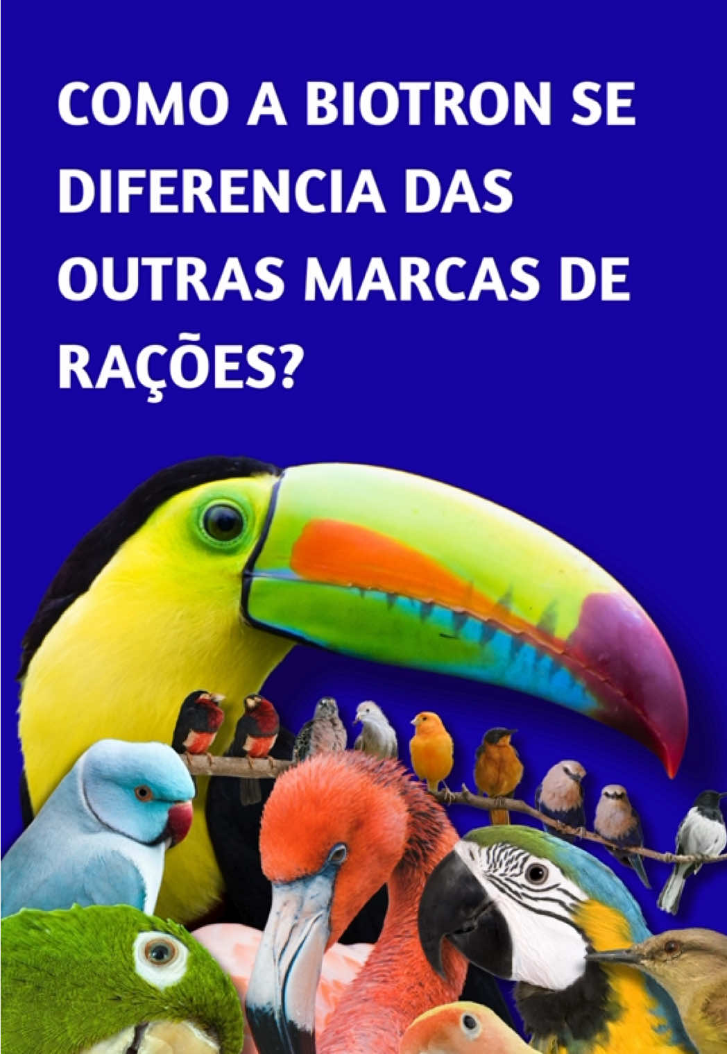 Os produtos BIOTRON são alimentos equilibrados e cientificamente formulados para garantir que seus pássaros não tenham deficiências alimentares. Todos os grânulos (pequenas partículas) das rações e/ou farinhadas são extrusadas, oferecendo todos os elementos essenciais para uma alimentação saudável e estável.🦜✨ 💡 Por meio do processo de extrusão, garantimos fórmulas completas que promovem: ✅ Excelente condição física ✅ Maior longevidade ✅ Fertilidade aumentada ✅ Melhor crescimento e desenvolvimento ✅ Cores mais vivas da plumagem ✅ Ovos maiores e crias mais saudáveis 🌿 Mais que alimentação, é ciência aplicada à nutrição para transformar a vida dos seus pássaros, com bem-estar, saúde e performance! 📌 Biotron: tecnologia e cuidado que fazem a diferença no futuro das aves. #criatoriodeaves #avesdobrasil #passaros #avessilvestres #criadoresdepassaros 