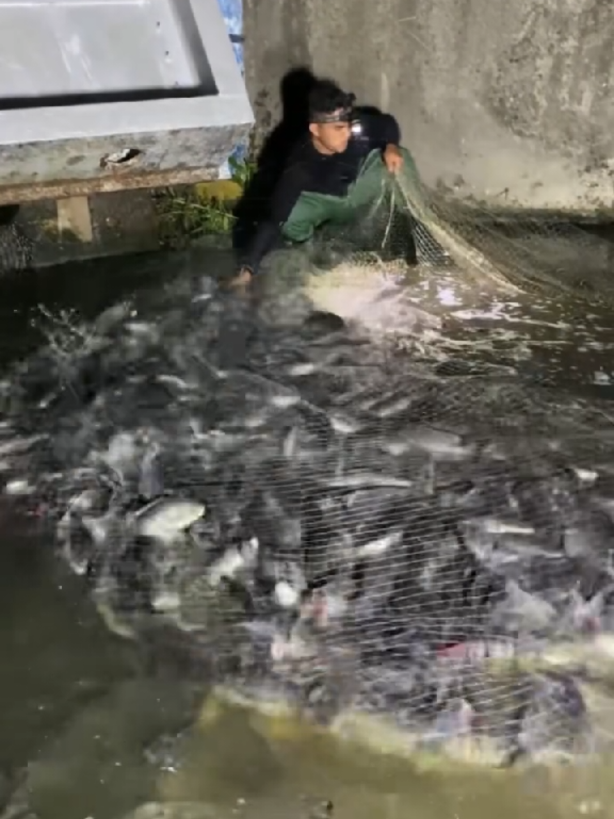 Thousand of fish 🐟#netfishing #handfishing #ruralfishing #fishing 