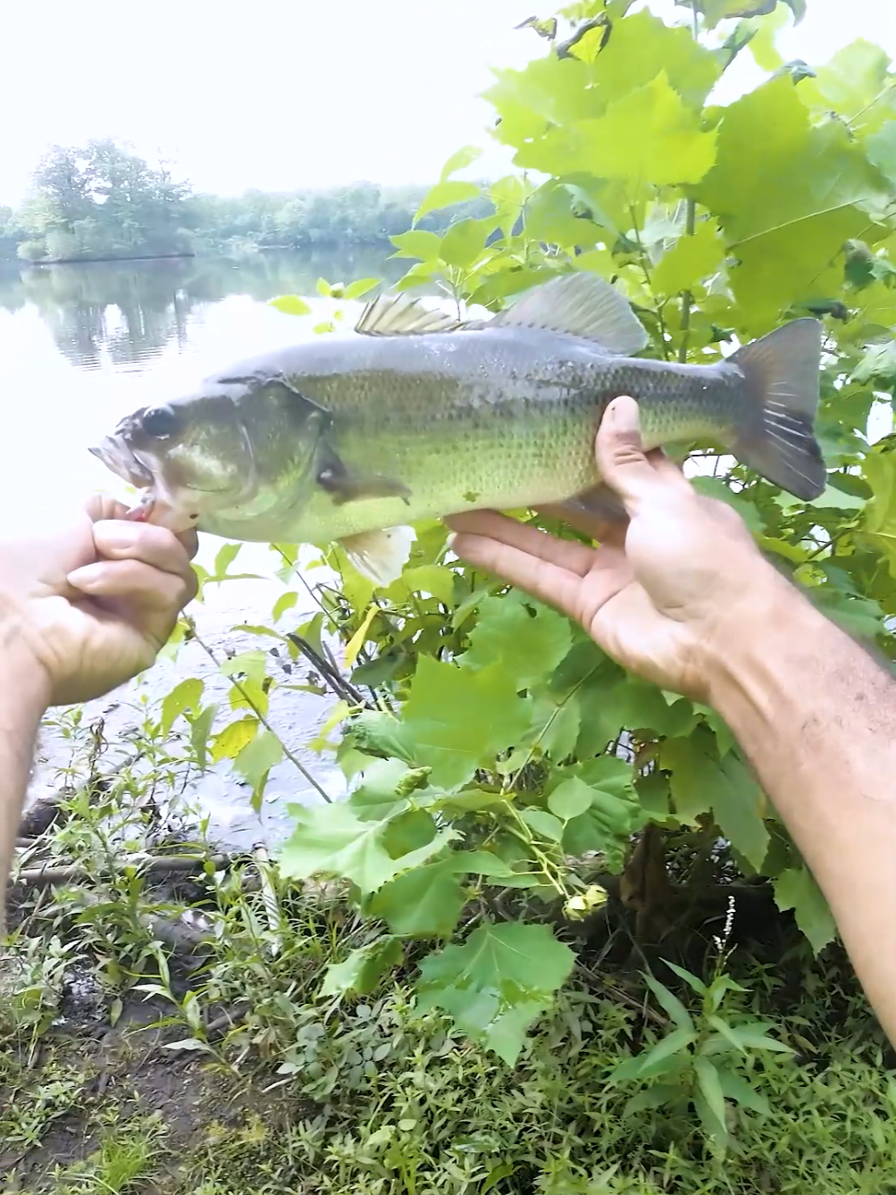 I’m still throwing soft plastics all fall long thanks to my @KastKingUSA  Lethal Blaze 🎣🍂 The sensitivity on this rod makes every bite feel electric ⚡ and the backbone gives me the confidence to stick those hooksets every time. 🔥 Ready to level up your fall fishing? Grab the KastKing Lethal Blaze today right here on TikTok Shop 🛒👇 ✅ 15% OFF TikTok Exclusive ✅ FREE Premium Fishing Pliers ($19.99 value) ✅ FREE Shipping to your door What are YOU throwing this fall… and what rod are you throwing it on? 👇 Drop it in the comments! #kastkinglethalblaze  #FishingRod #BassFishing #FallFishing #FishingGear     --- Want me to also make you a shorter, punchy version of this caption for when you only have a quick clip (like a hookset or fish hold-up shot)?