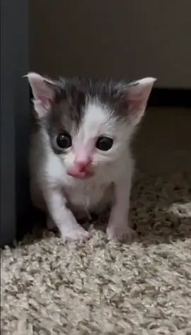 meow 😹 #meow #cat #catslovers #kedi #cats 