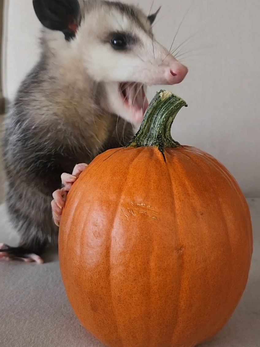 Mouse's first fall 🥰🎃
