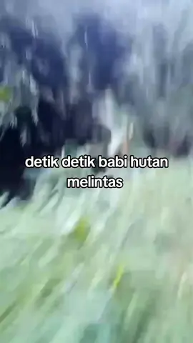 malinteh Makk oi#porbimarenten #porbisumbarmarenten #porbimarentensumbar #porbi_sumbar #buruekorbabi