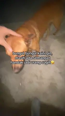 dasar bungul ajg ngini🤣