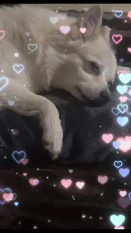 ◕◕❥¸.•´ ¸.•´.-✿ •°Ninoupassions ✰↓◕◕❥¸.•´ ¸.•´.-✿.  Bonne nuit de la part de Lilo  . . . . #ninoupassions #dog #Love #amour
