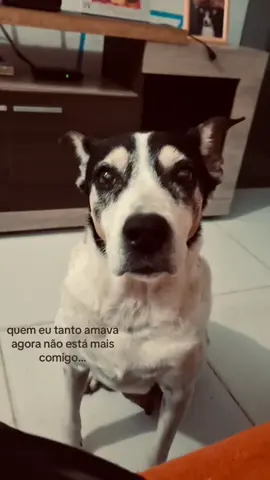 A casa fica tão vazia sem vc 🥺 #cachorros #pet #fy