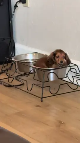 Just a little baby and his food. No thoughts, just vibes 😂🥹🐾 #puppy #food #miniaturedachshund #puppytiktok #dachshund 