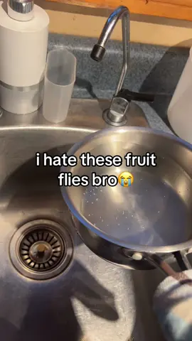 fuck fruit flies #fruitflies #fly #fyp #water #xybca