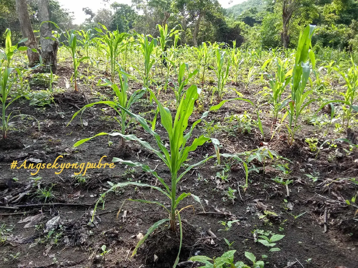 #trending #fyp #tiktok ##CapCut #highlights @DjSamantha Davao @Sugar Dolly @ҽȥɾα_2836 