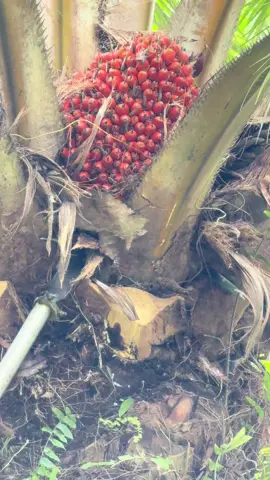 #แทงปาล์ม #แทงปาล์มลูกชาวสวน #ช่างโอเล่สายใต้ #ปากพะยูนพัทลุง😉❤️ 