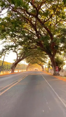 POV: Passing by CLSU means entering this beautiful tunnel of trees 🌳💚🔰 #fyp #natureheals #fyppppppppppppppppppppppp #trees 