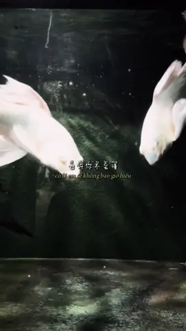 #CapCut Đồng Thoại #tramdung1293 #nhachaymoingay #music 