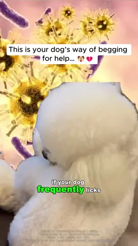 If your dog frequently licks its paws like this, be careful!#dog #cat #Puaintapetcare #PuaintaPipotSkin #petskincare 