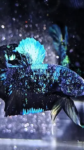 Avatar Stardust VVIP 🔥 Price 📩📩📩 #bettaindonesia🇮🇩 #fypage #bettaworld #ikancupanghias #bettafish 