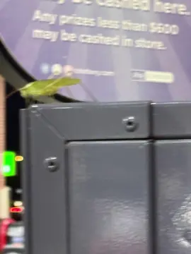 Had a visitor all day while I was working #fyp 