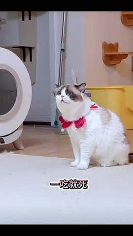 A cat so hungry it starts speaking human language