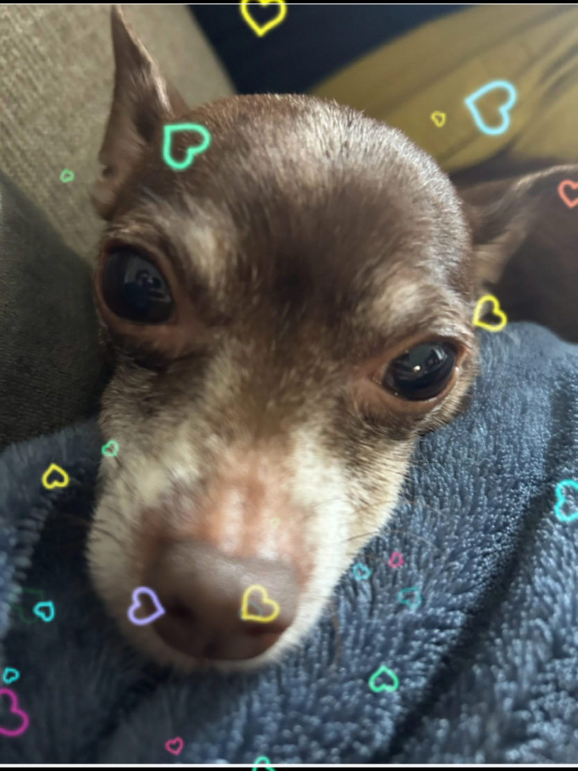 Adopt the Chaos. 🐶 Fetch Mission #1 is live. Join the Cozy Rebellion. 🔗 in bio! 🐾 #CoffeeBreakDog #CozyRebellion #AdoptTheChaos #PetTok 