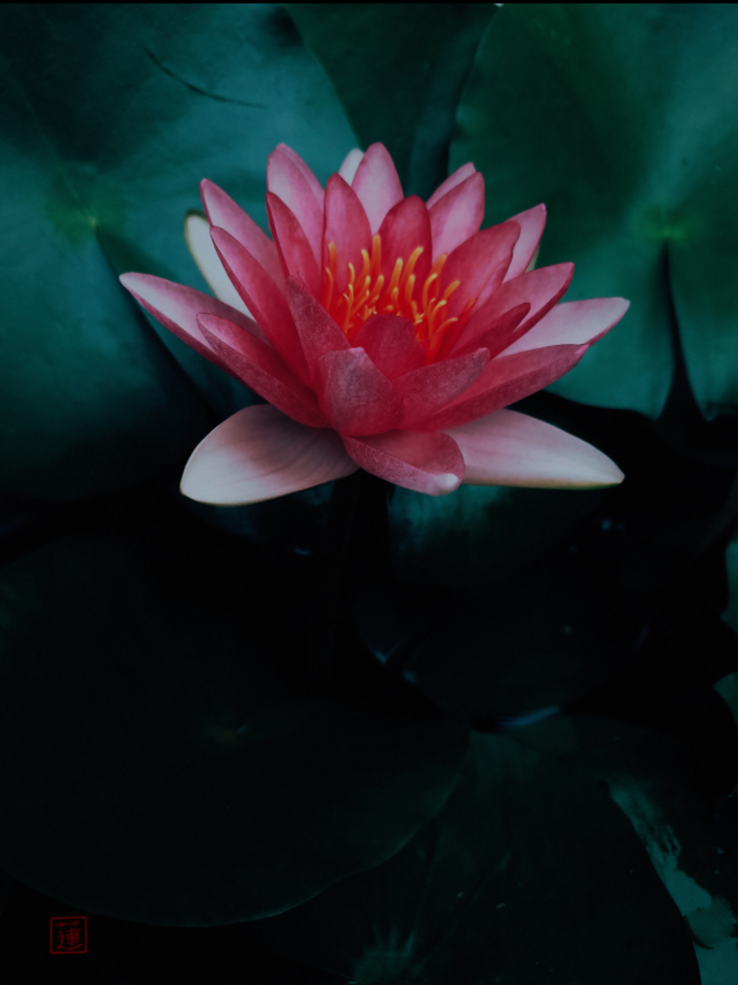 Pink Enchantment on the Water. #photography #flower #beautiful #kawaii #pond 