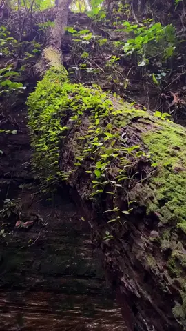 📍 lokasi Curug Putri Carita little green canyon banten  bertempat dekat dengan pantai Carita Anyer  cocok untuk liburan keluarga dan teman teman anda destinasi wisata ini bukan air terjun biasa tapi melainkan penomena alam yang sangat luar biasa ciptaan Tuhan  Curug ini biasa di juluki green canyon yang hampir sama seperti green canyon yang ada di Amerika  more info WhatsApp 081585644893 . . #curugputri #curugputricarita #tripcurug #curugindonesia #indonesia 