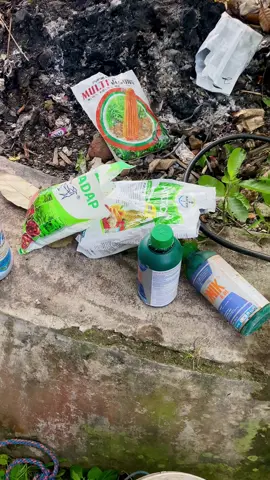 Aroma daun jeruk purut #pengusahamuda #petanimuda #petaniindonesia🇮🇩🇮🇩🇮🇩🌿🌿 #jerukpurut #aromadaunjeruk 