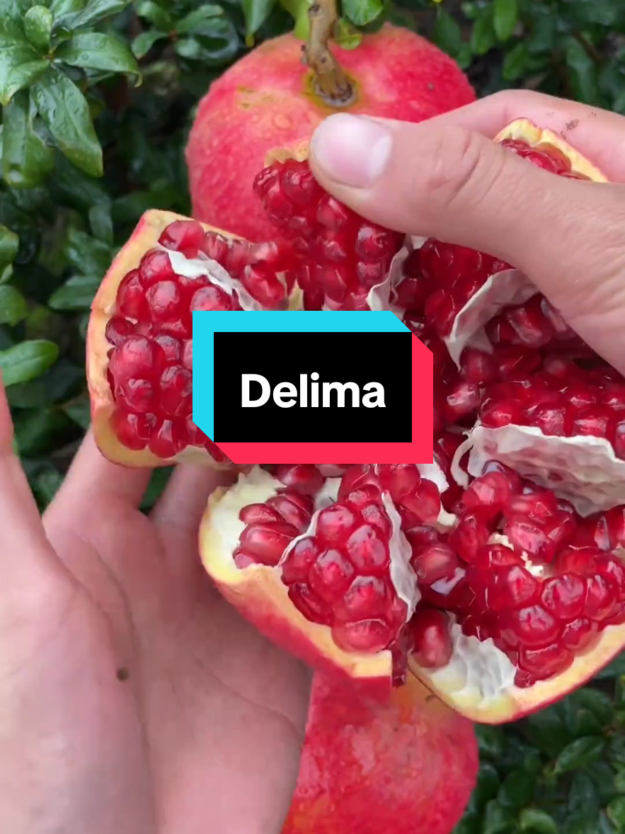 Buah delima yang kaya akan manfaat 🍅 #buah #delima #buahdelima #panenbuah #petaniindonesia🇮🇩🇮🇩🇮🇩🌿🌿 #petanibuah #fyp 