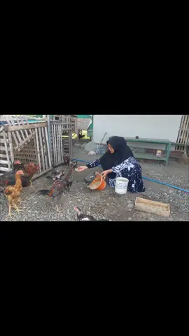 kanjeng ibu @siti.rohatun  #ternakayam #mangon #phakoy  #bangkok #fyppppppppppppppppppppppp 