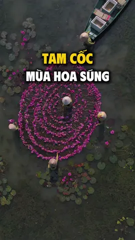 Tam Cốc mùa hoa súng 🪷 Hiện tại Tam Cốc, Ninh Bình đã vào mùa hoa đẹp nhất trong năm. Mùa hoa năm nay sẽ kéo dài đến tháng 12 nên mọi người tranh thủ để có những bộ ảnh thật đẹp cho chuyến đi Ninh Bình nhé ❤️  #tamcoc #ninhbinh #disanvietnam #dulich #muahoasung 