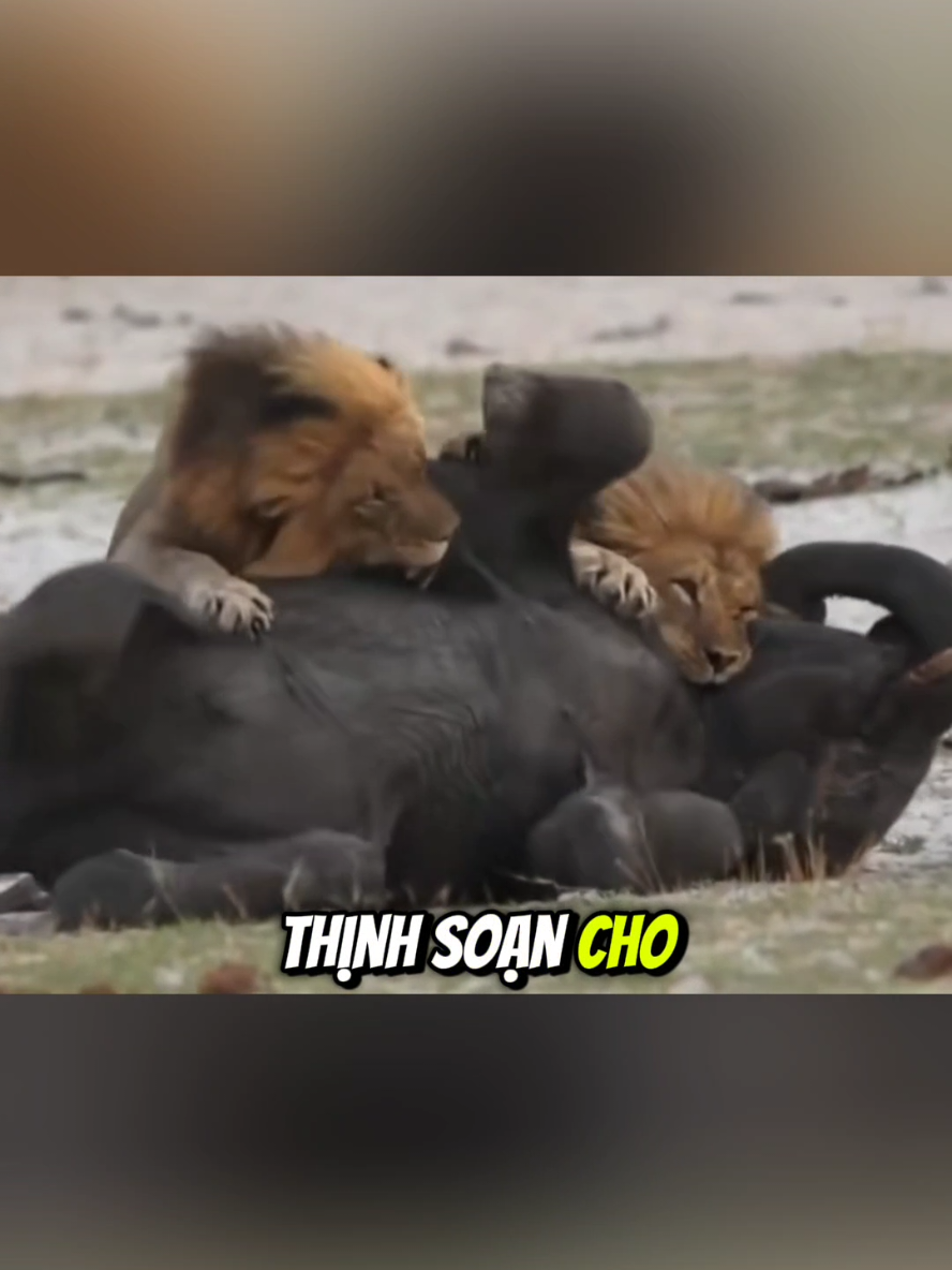 Đây chính là lý do tại sao voi mẹ không nên rời mắt khỏi con mình?. #voi 