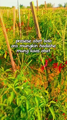 optimis bolo#petanimilenial #petaniindonesia🇮🇩🇮🇩🇮🇩🌿🌿 #cabekriting #petanimuda 
