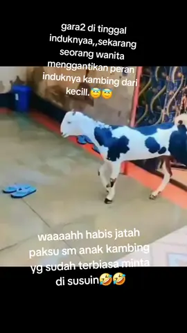 #lucu #lucu_ngakak #ngakak #bisaya #mauritius🇲🇺 ,,se ekor kambing kecil dintingal induknya dan d rawat seorang wanita dari kecil.sekarang udah besarpun wanita ini d anggap induk/ibuknya.terkadang masih minta nyusu