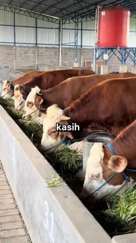 Bikin pusing sapi kurus terus? Udah kasih makan banyak tapi bobotnya enggak naik-naik? Jangan-jangan ada yang salah sama nutrisinya! #vitamalsboosterternak #vitamals #peternaksapi #sapijumbo #pakansapi 