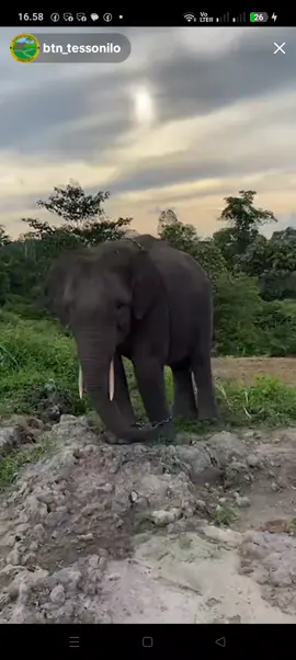 babang Moni hampir mkn sampah, buat pengujung tntn dengerin tu apa kata bang Eko,, video live nya @btn_tessonilo 