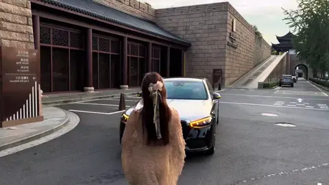 #dhcars #foryou #trending #fyp #viral 