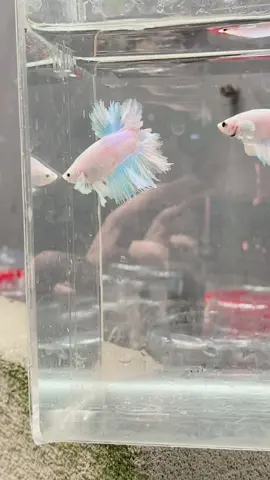 Kaya gini udah bisa di sebut sky blue belum? (Bertanya dengan nada lembut) 🤭 #cupangskyblue  #cupanghiasindonesia  #bettafish  #cupangkriwil  #kingfathertail 