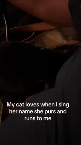 Sing to your cats more they love it, well mine does 💕😂 #cats #catsoftiktok #catlover #tuxedocat 