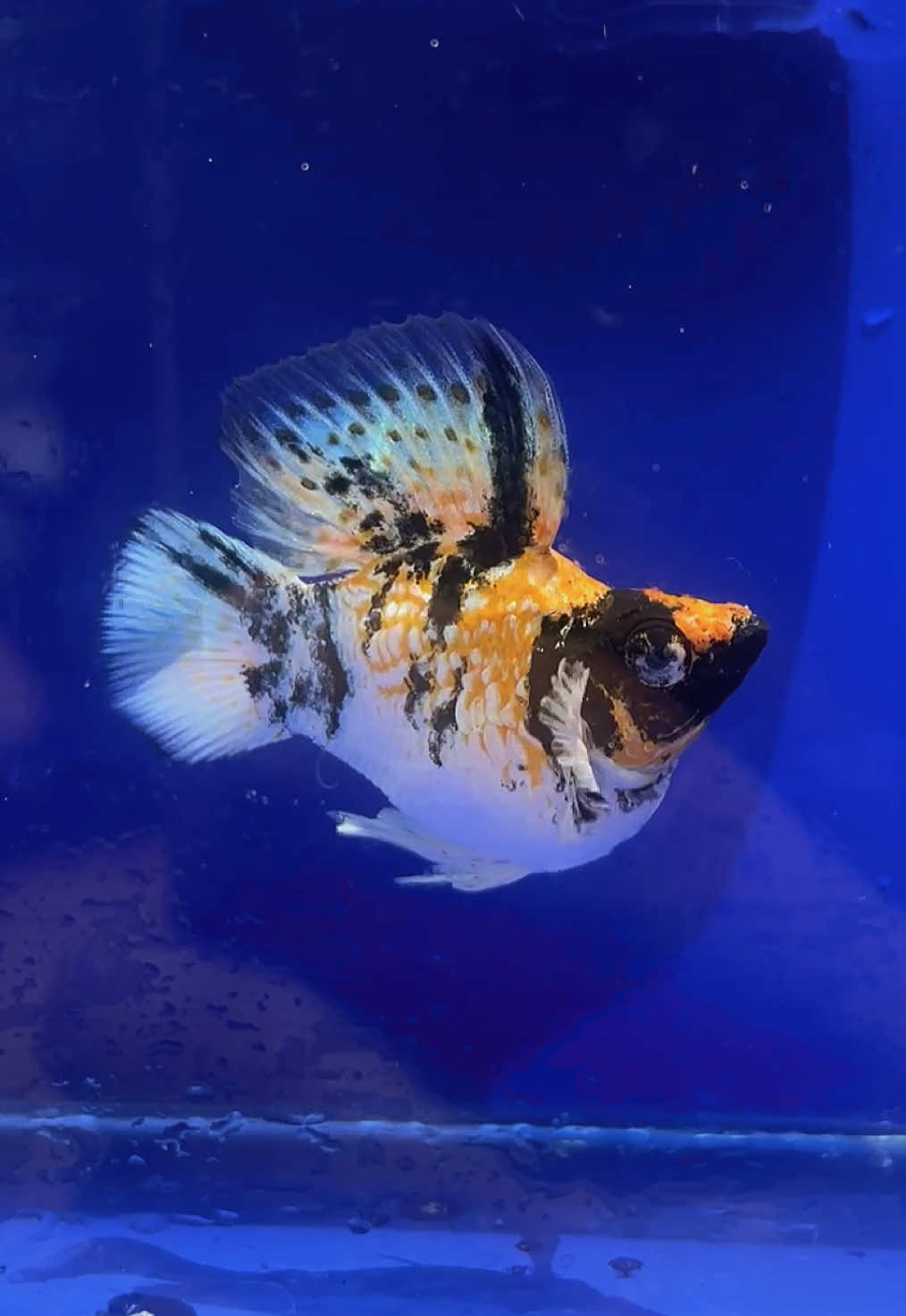 Red Head Trico 🖤🤍❤️ Natural Sunlight only #fyp #fishtok #fishkeeping #balloonmolly 