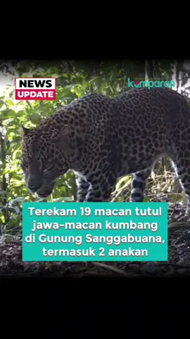 Tim Ekspedisi Macan Tutul Jawa yang dibentuk KSAD Jenderal Maruli Simanjuntak pada Februari lalu berhasil mencatatkan hasil penting dalam penelitian di Pegunungan Sanggabuana, Karawang. Dari 40 kamera jebak yang dipasang, terdeteksi 198 aktivitas satwa, termasuk keberadaan 19 individu Macan Tutul Jawa (Panthera pardus melas) dan Macan Kumbang, beserta dua anakan. Temuan ini menjadi langkah besar, mengingat baru pertama kali populasi Macan Tutul di kawasan tersebut tercatat dengan metode ilmiah standar. Selain Macan Tutul, kamera juga merekam keberadaan satwa langka lain seperti Elang Jawa, memperkuat status Pegunungan Sanggabuana sebagai kawasan bernilai konservasi tinggi. Menurut Maruli, upaya ini adalah bentuk nyata komitmen TNI AD untuk menjaga keanekaragaman hayati, sejalan dengan program unggulan 