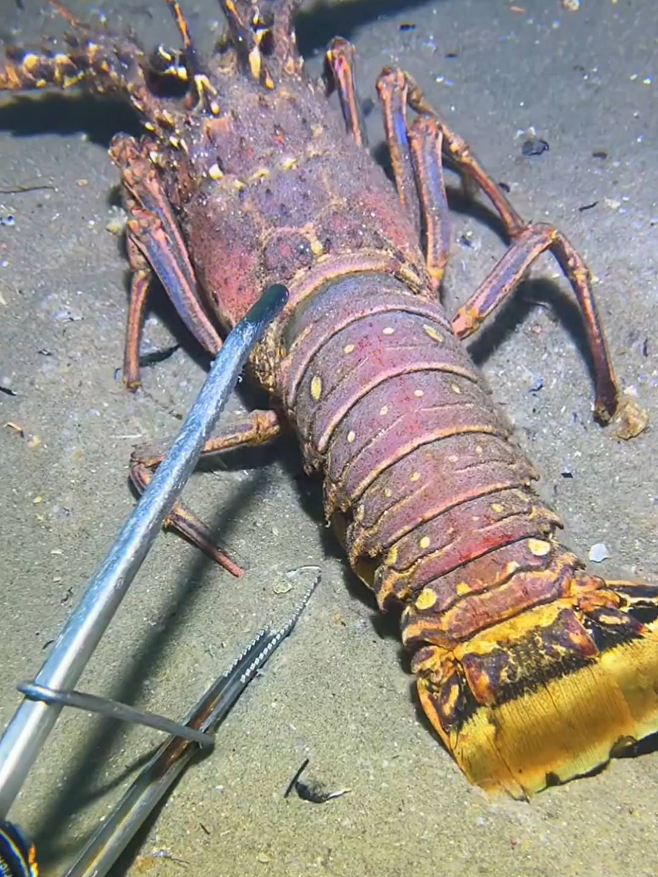 #diving #crab #catchthesea #seaside #seafood 